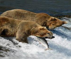 yapboz somon için Bears balıkçılık